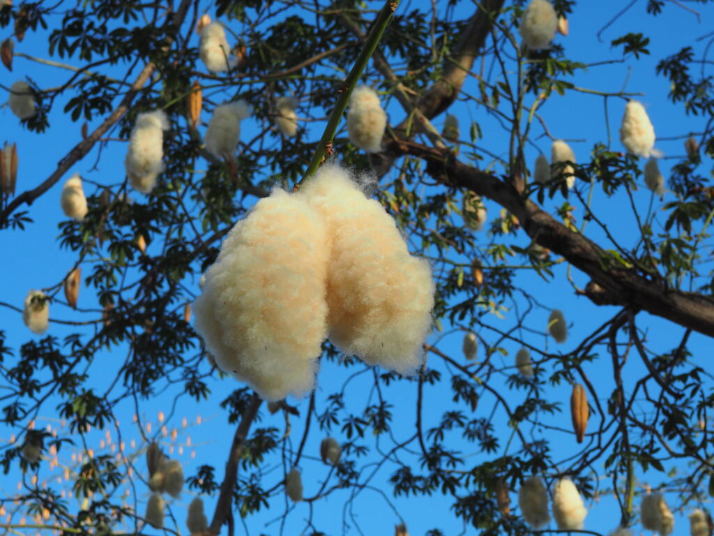 Fun Fact About Kapok Tree – Natural Plant Material For Kapok Fibre  Manufacturers - Kapok Fiber Wholesale, Organic Kapok Pillow