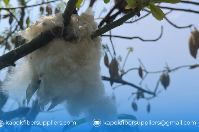 kapok fibre