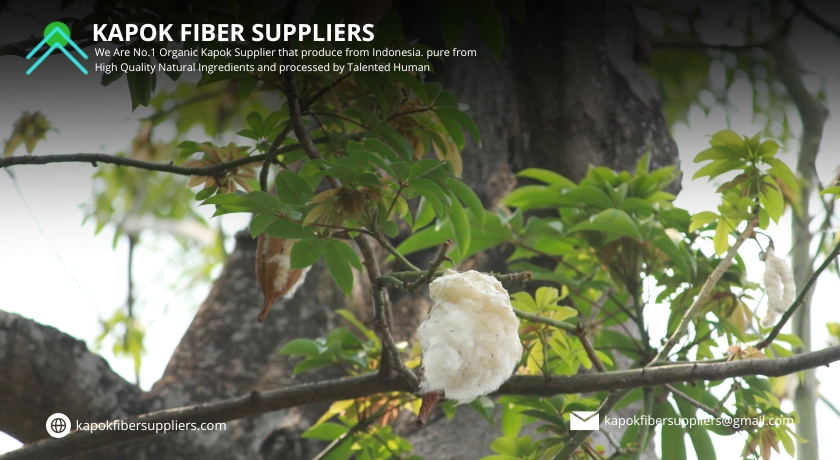 kapok fiber