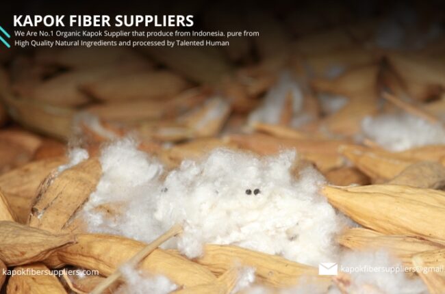 kapok fiber