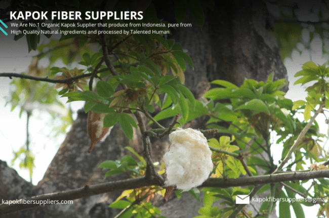 kapok fiber