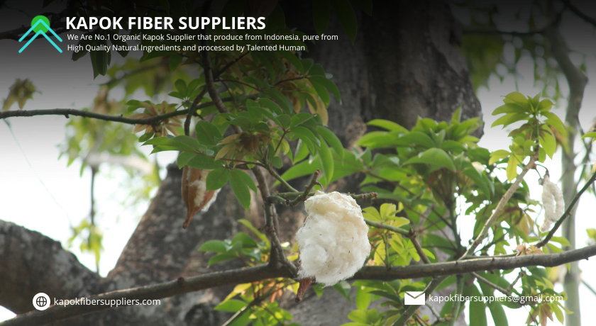 kapok fiber