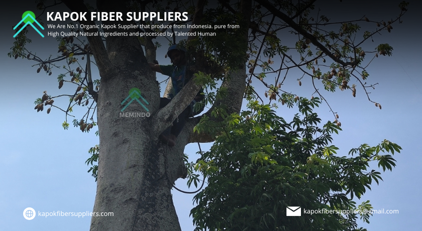 kapok fiber