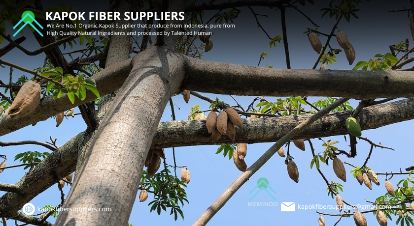 kapok fiber