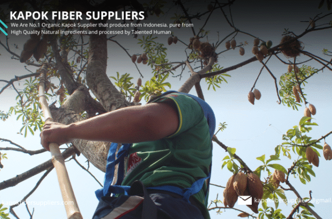 kapok fiber