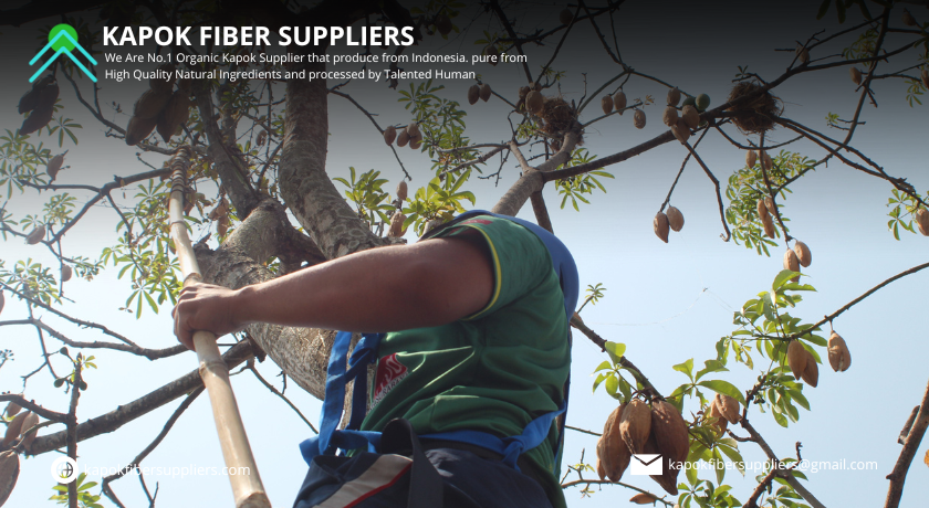 kapok fiber
