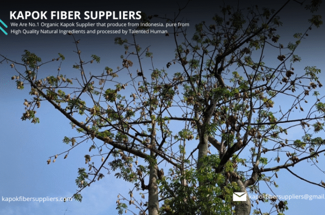kapok fiber