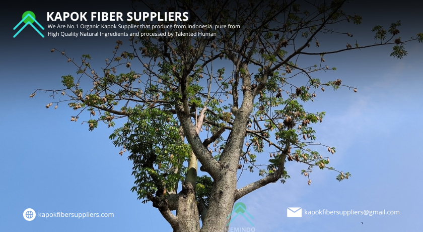 kapok fiber